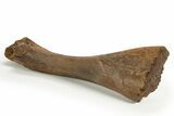 Fossil Hadrosaur (Edmontosaurus) Partial Tibia - Wyoming #316907-1